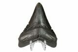 Fossil Megalodon Tooth - South Carolina #149400-2